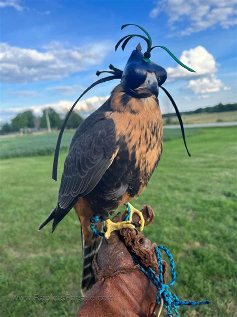 aplmodgo|aplomado falcon for sale.
